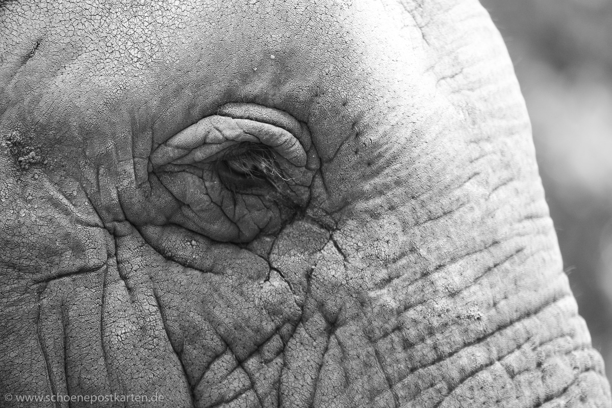 Dagegen werden die Elefanten kaum übersehen. Foto: Norbert Kraas