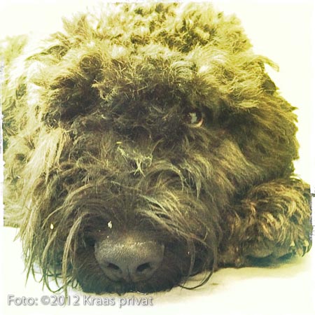 Bouvier des Flandres Kajsa