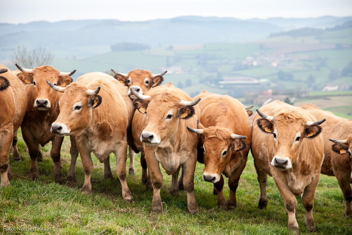 Mit samtener Haut: Aubrac-Rinder, fotografiert im Burgund
