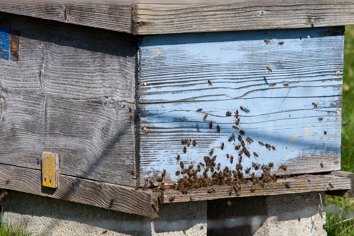 Wie alle Bienen lieben auch die Winterbienen die Farbe Blau