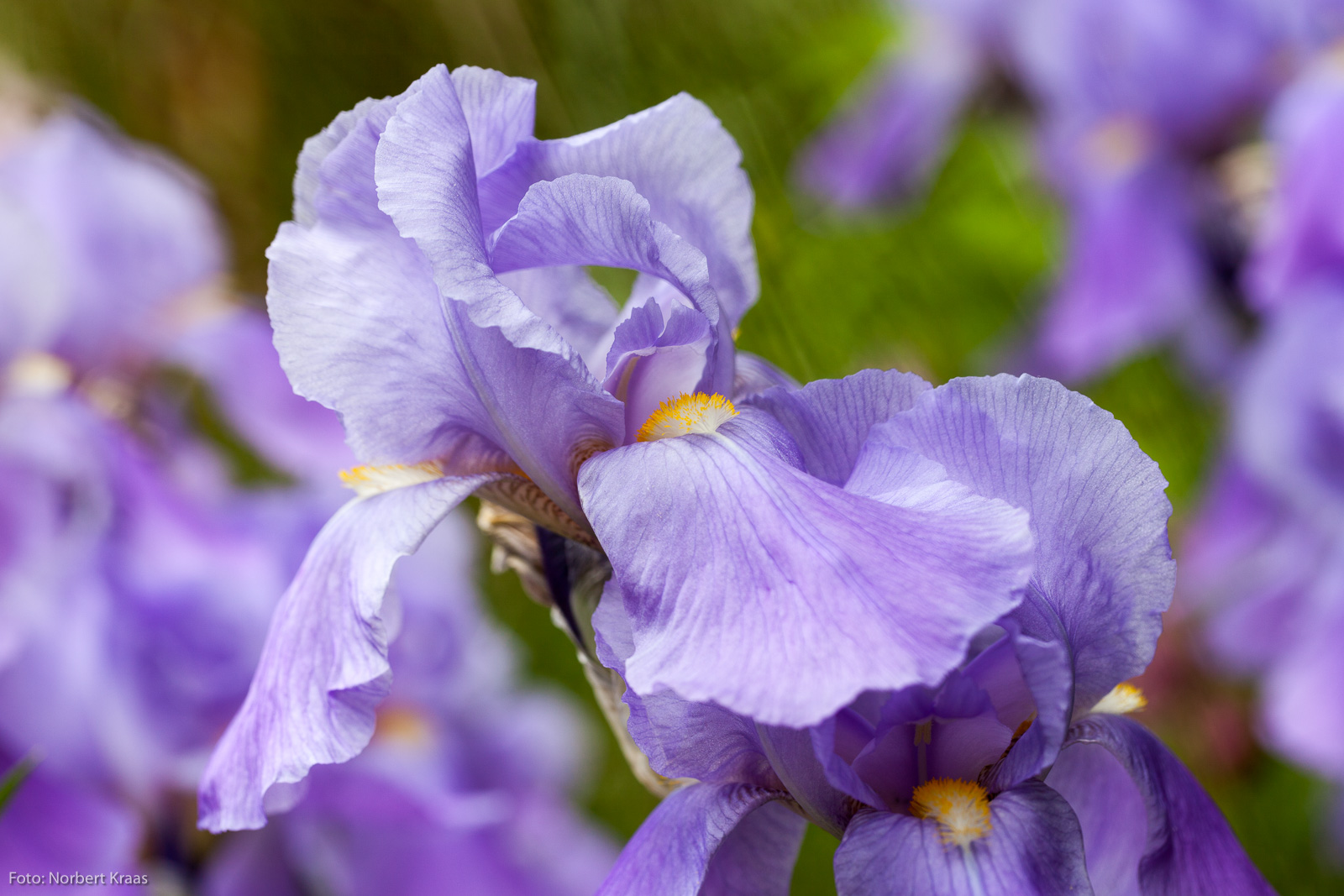 So viel Latein muss sein: Iris germanica, u.a. Echte Schwertlilie genannt, gehört zur Gruppe der Iris barbata (Bart-Iris)