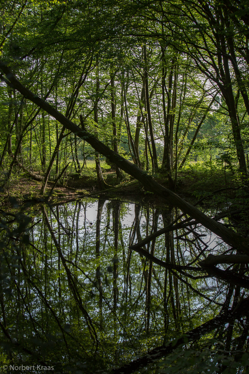 „Die Stille eines Waldes ist ansteckend, wie die einer Kirche.“ John Lewis-Stempel