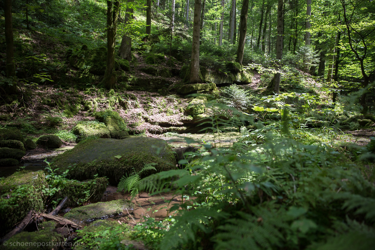 Spätes Sonnenlicht im Wald lässt das Moos hell aufleuchten