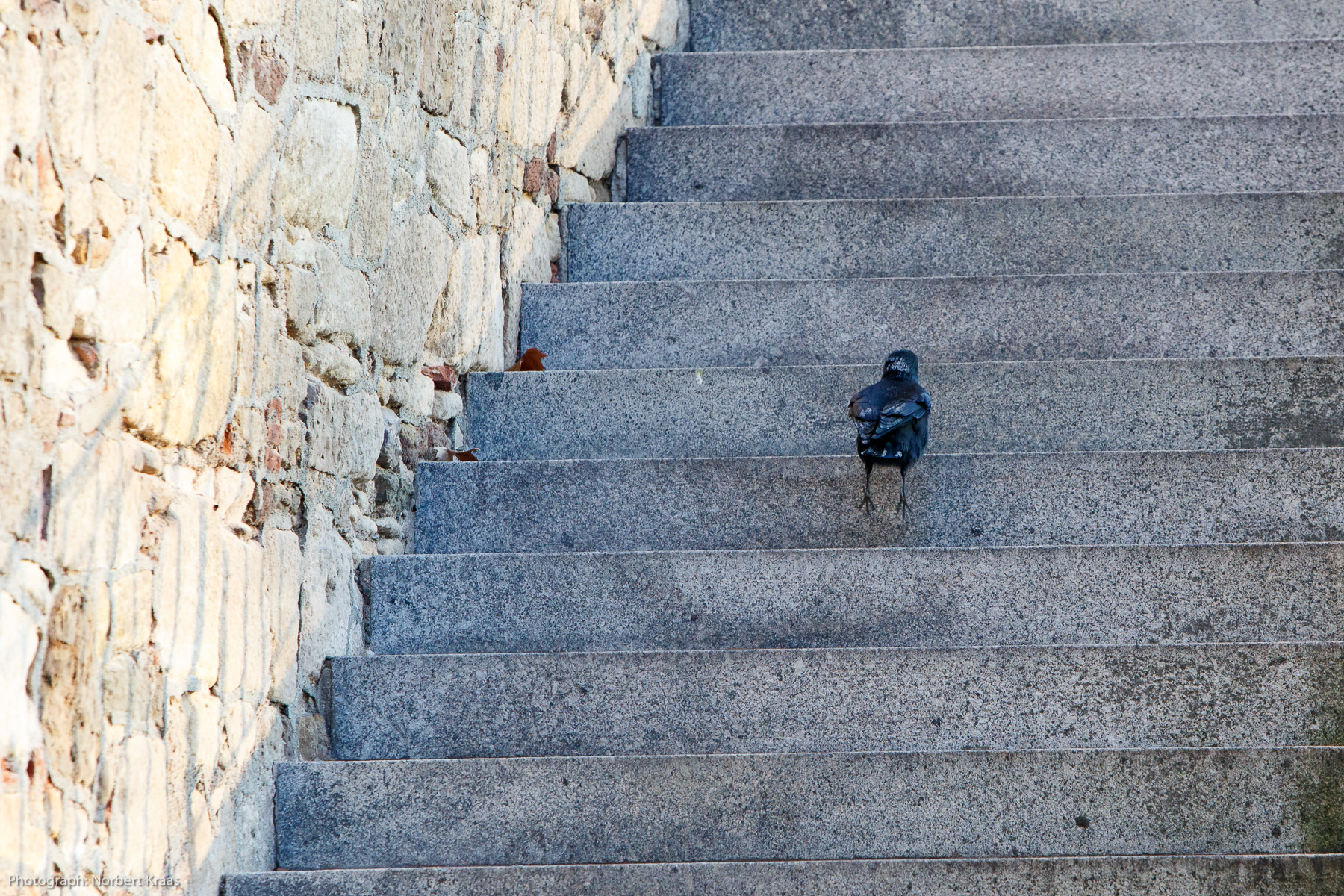 A blackbird going high on January 1, 2017 in Tübingen