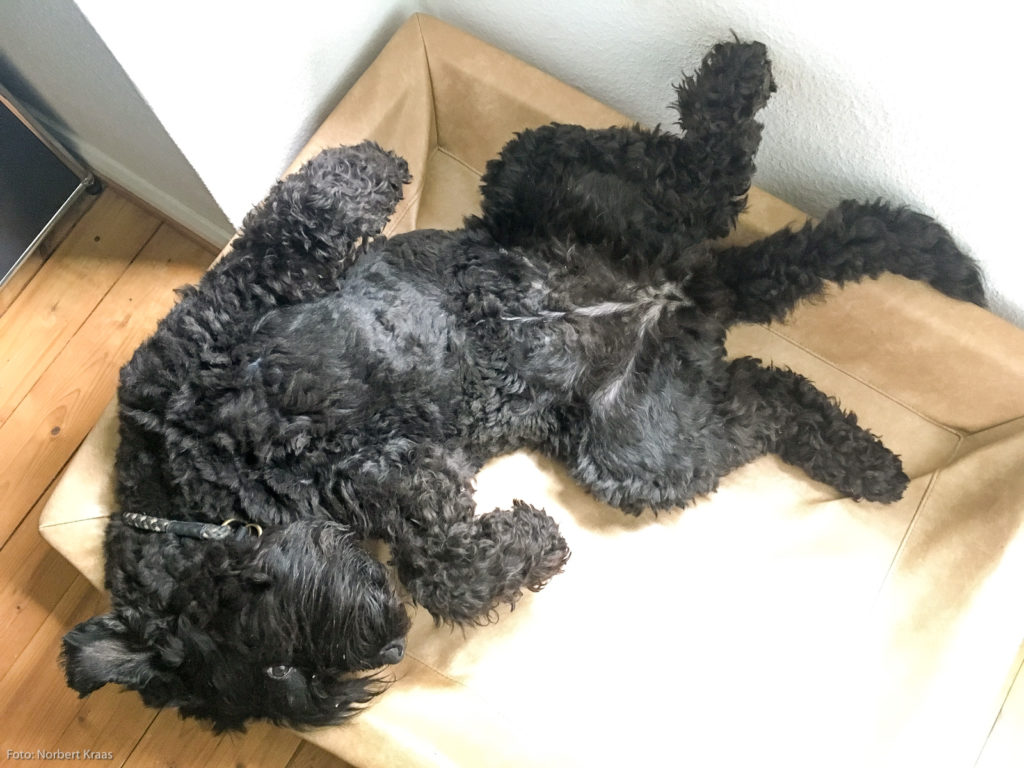 Kafka, Kajsa und die DSGVO ReklamekasperReklamekasper