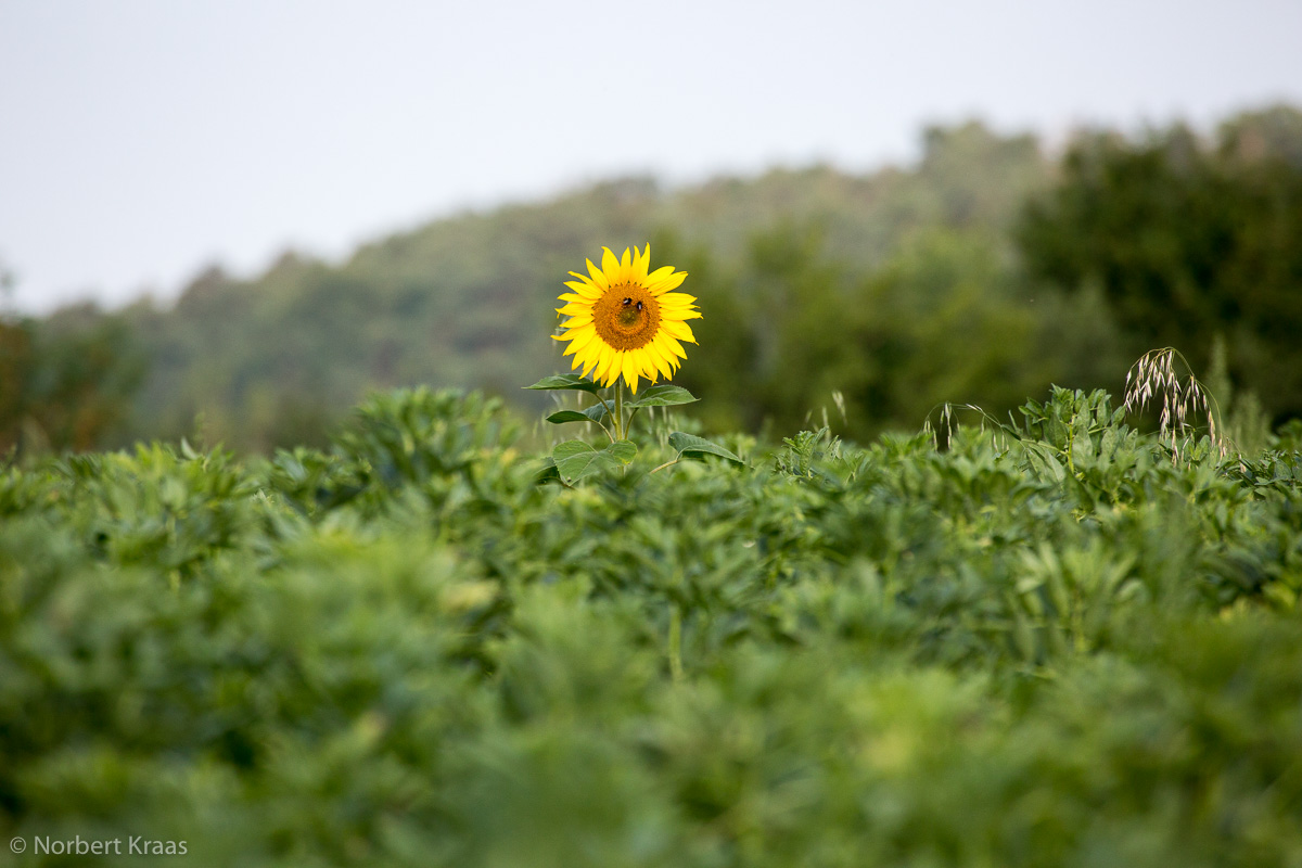 Die Sonnenblume ist die Nationalblume der Ukraine, nirgendwo werden so viele Sonnenblumen angebaut.