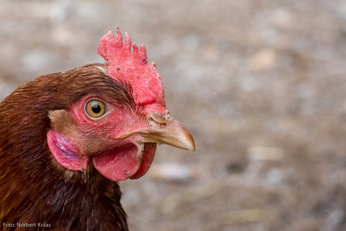 Auch zur Pflege des Hühnerkamms ist Ballistol geeignet