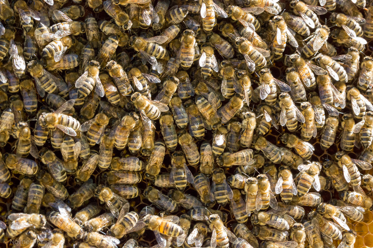 Winterbienen erzeugen Temperatur durch Muskelkontraktionen und bringen die Königin über den Winter