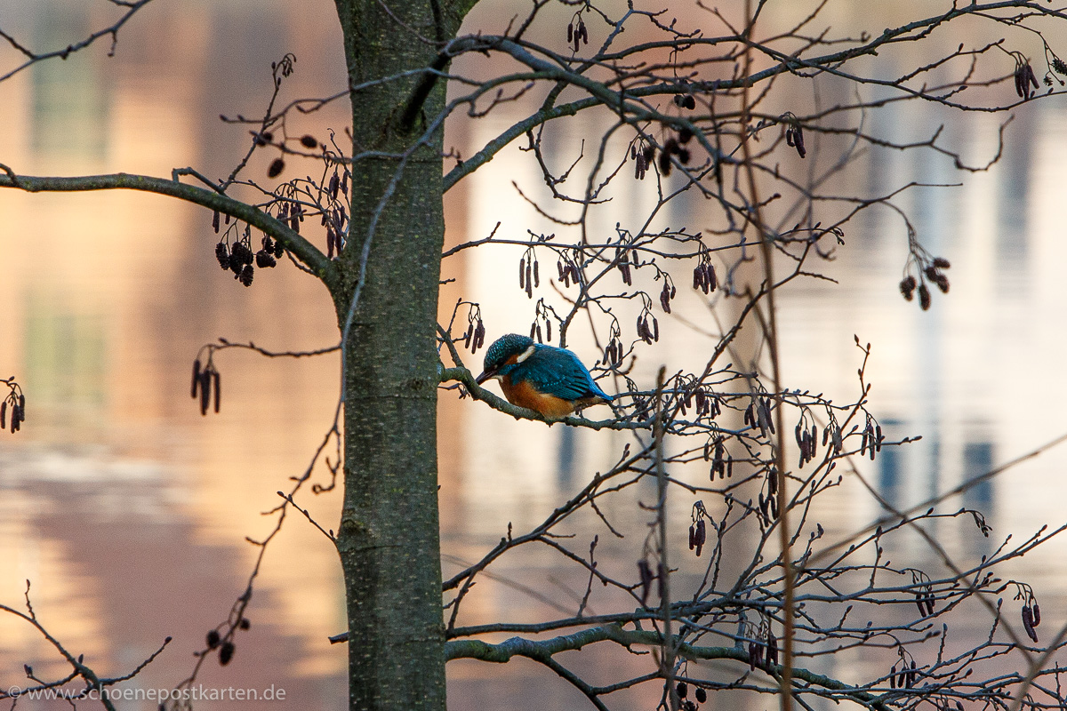 Sehr klein, sehr schön: Eisvogel am Neckar in Tübingen