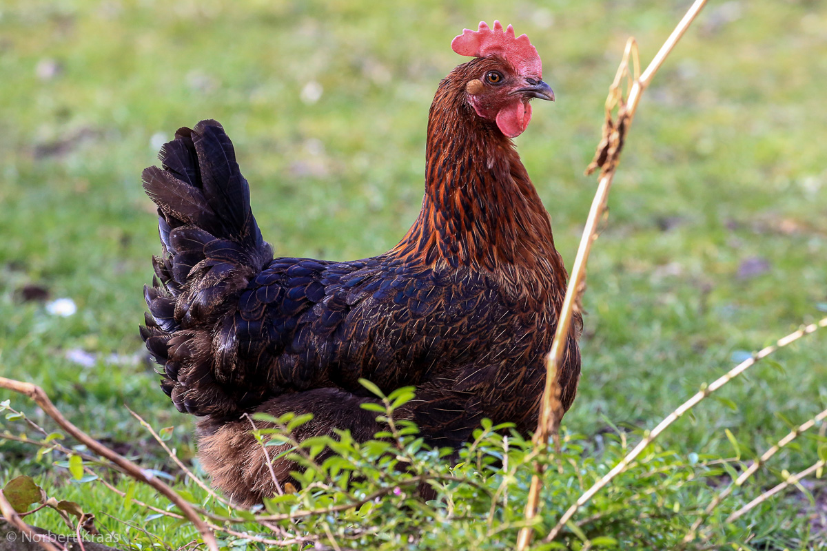Unser Marans-Huhn Chloé
