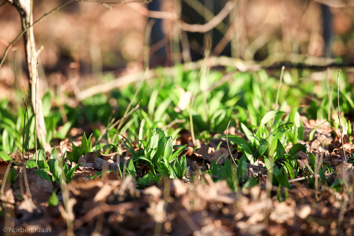 Auch der Bärlauch (Allium ursinum) ist früh dran dieses Jahr, wie hier am Schönbuchrand bei Tübingen Auch der Bärlauch (Allium ursinum) ist früh dran dieses Jahr, wie hier am Schönbuchrand bei Tübingen