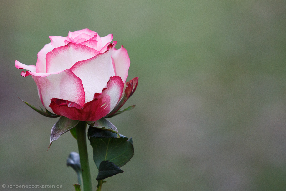 Seit mehr als 2000 Jahren wird die Rose als Zierpflanze gezüchtet und in Gedichten besungen