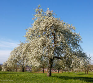 Streuobstriese bei Hagelloch in voller Blüte