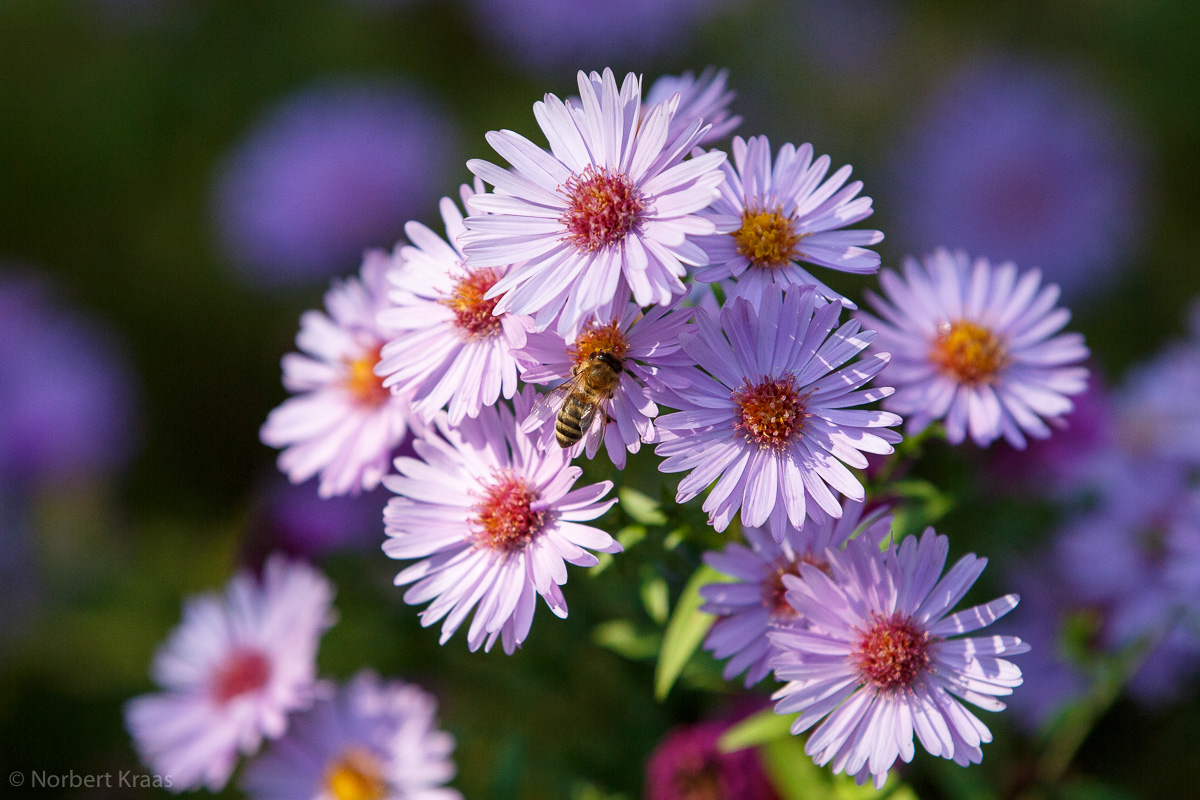 Honigbiene (Apis) spät im Jahr bei der Arbeit auf einer Herbstaster. Winterbienen