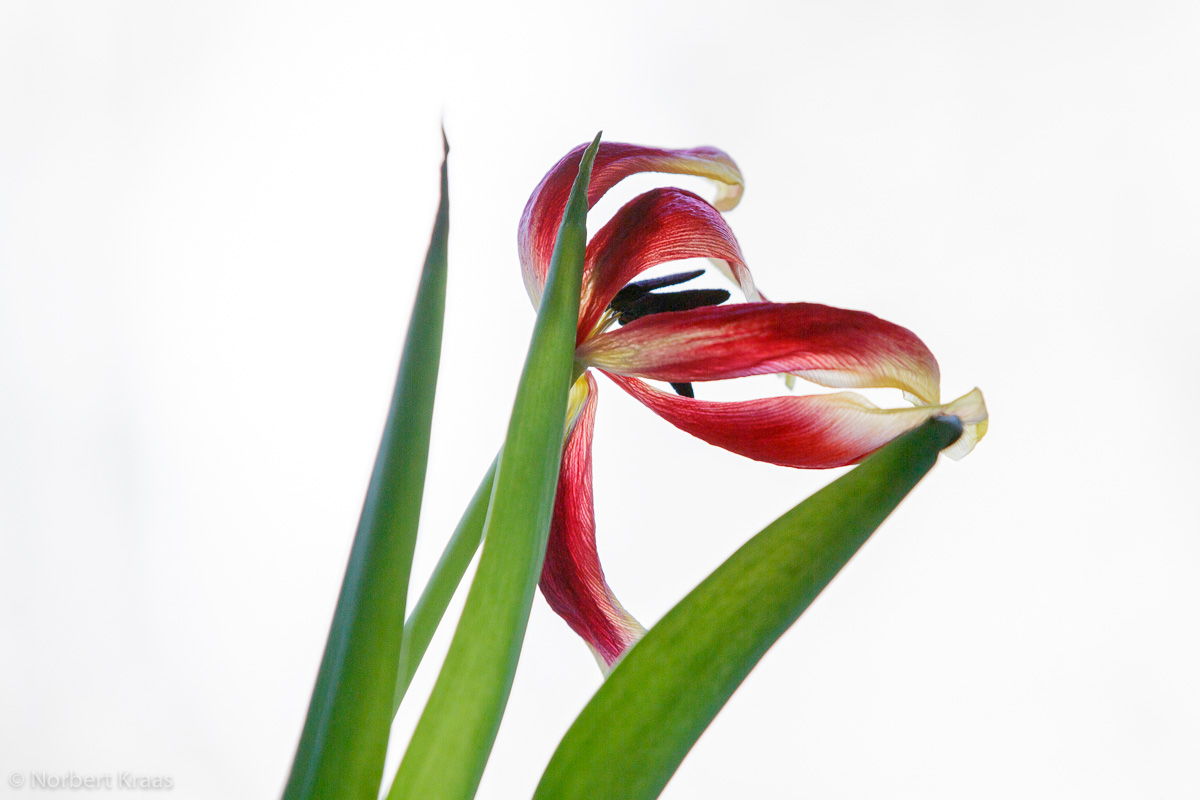 Tulpen (Tulipa) gehören zur Familie der Liliengewächse haben auch verblüht ihren Reiz