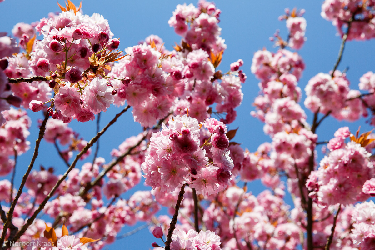 Das Betrachten der Kirschblüte (Hanami) und das Haiku gehören in Japan zusammen