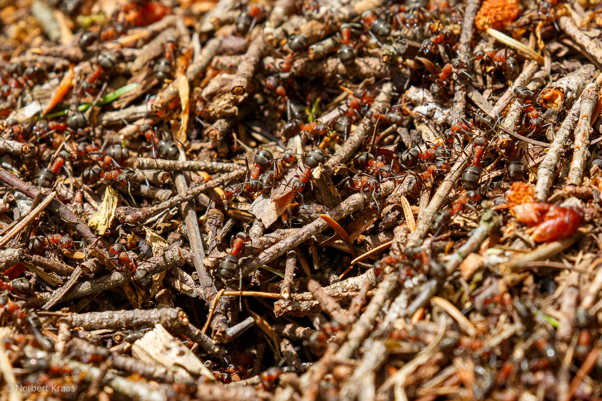 Stalins Schergen sind die roten Ameisen. Ihr Hunger ist unendlich. Sie vertilgen und vernichten alles in diesem Roman Stalins Schergen, die roten Ameisen, vertilgen und vernichten alles in diesem Roman