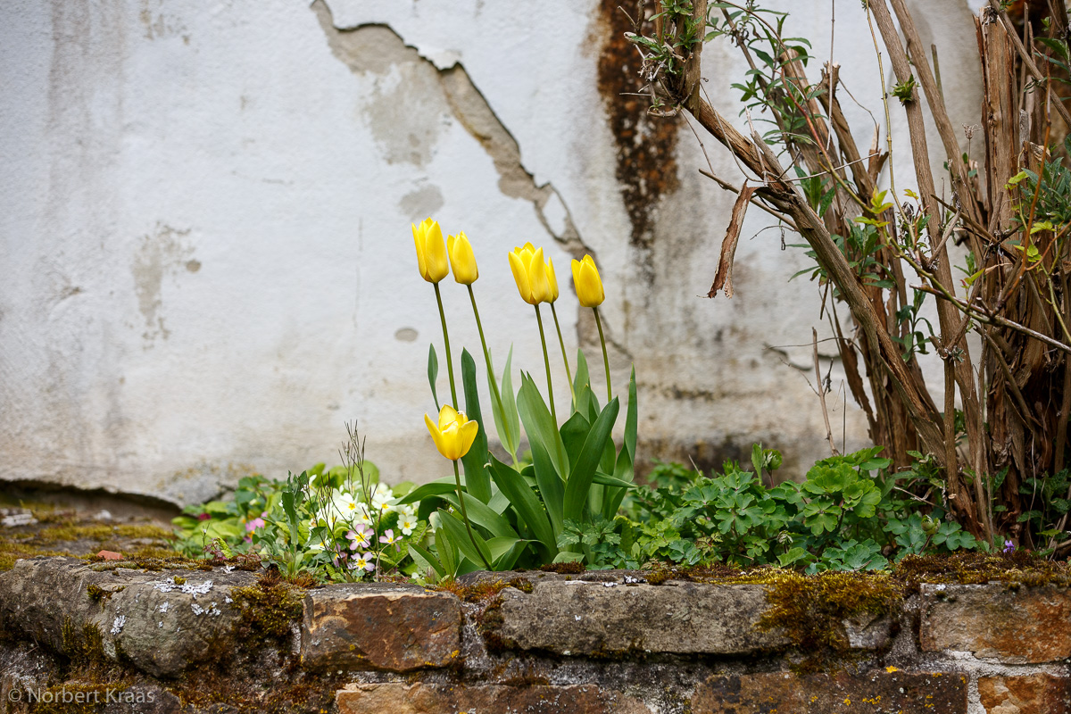 Wie kaum eine andere Blume symbolisieren Tulpen den Frühling