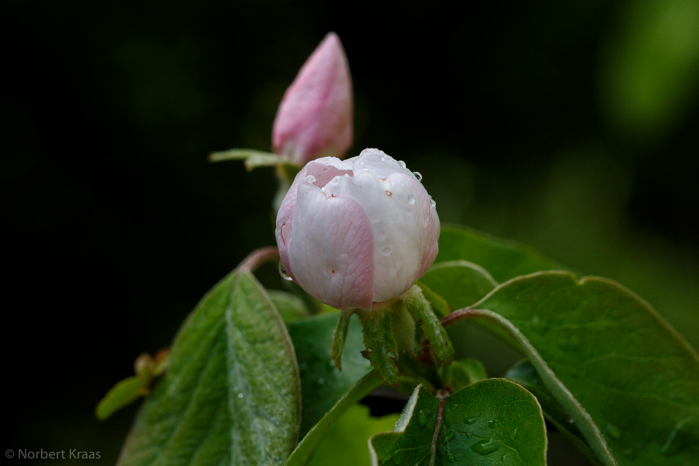 Zartrosa leuchten die Quittenblüten im kalten Regen. Sauwetter! Zartrosa leuchten die Quittenblüten im kalten Regen