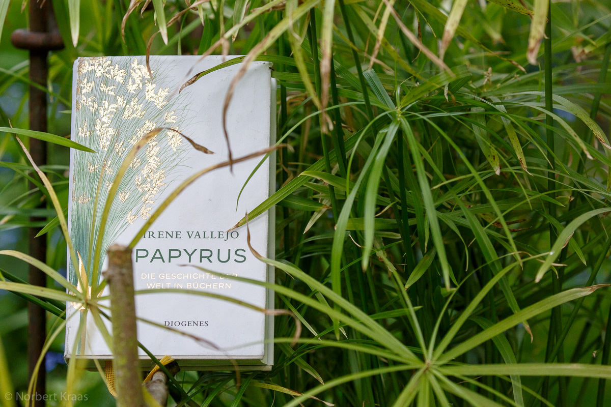 Der „Echte Papyrus“ ist eine Pflanzenart und gehört zu den Zypergräsern. Papyrus wird aber auch der Stoff genannt, der mit der Schriftkultur des Altertums verbunden ist.