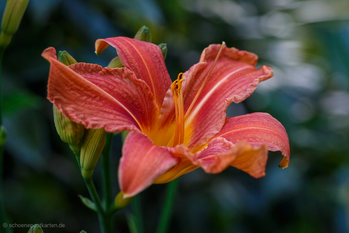 Die gelbrote Taglinie (Hemerocallis fulva) heißt auch Bahnwärter-Taglilie
