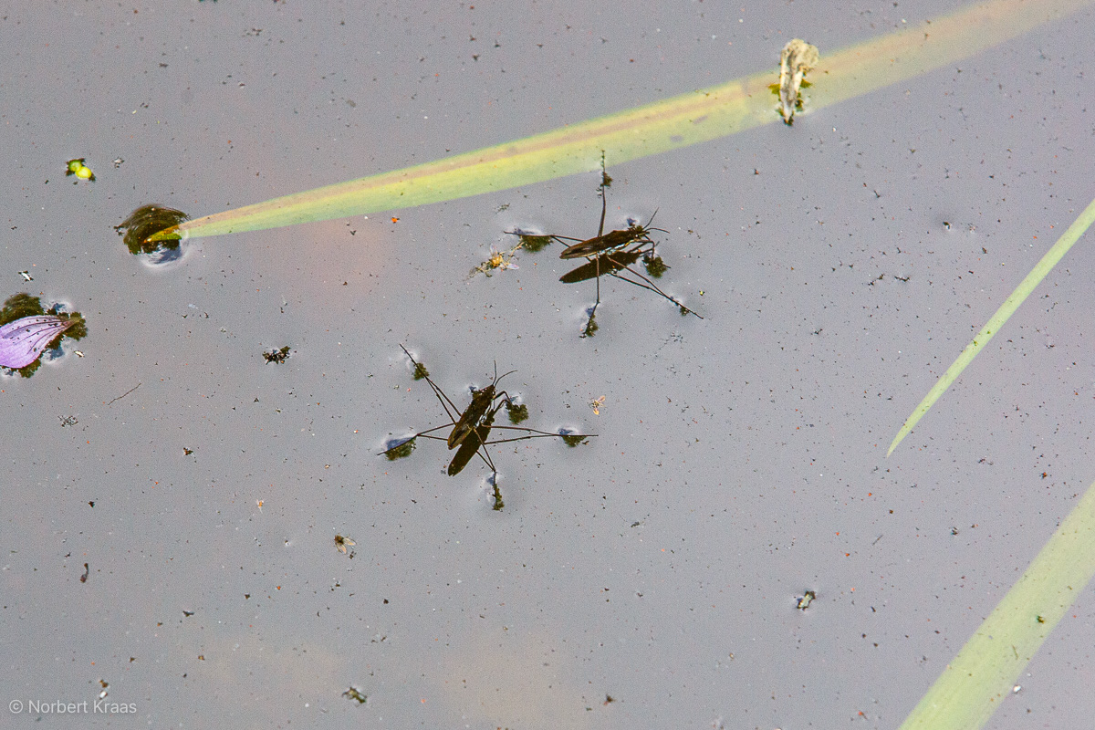 Dank der Härchen auf den Tarsen und der Oberflächenspannung des Wassers sinken Wasserläufer (Gerridae)nicht ein Dank der Härchen auf den Tarsen und der Oberflächenspannung des Wassers sinken Wasserläufer (Gerridae)nicht ein