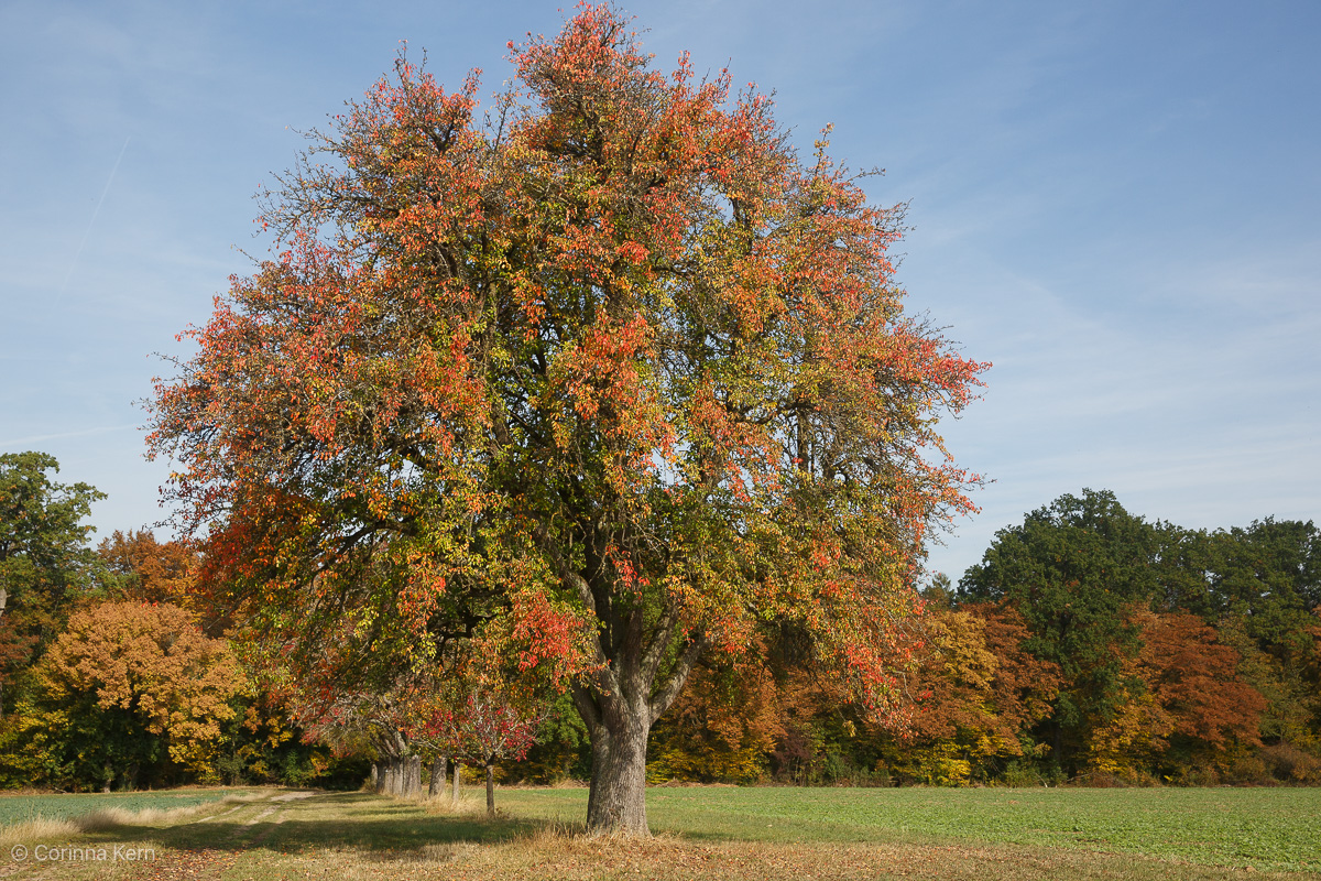 Als hätte jemand mit Photoshop die Sättigung rausgenommen: Herbst 2026. Foto: Corinna Kern Als hätte jemand mit Photoshop die Sättigung rausgenommen: Herbst 2026. Foto: Corinna Kern