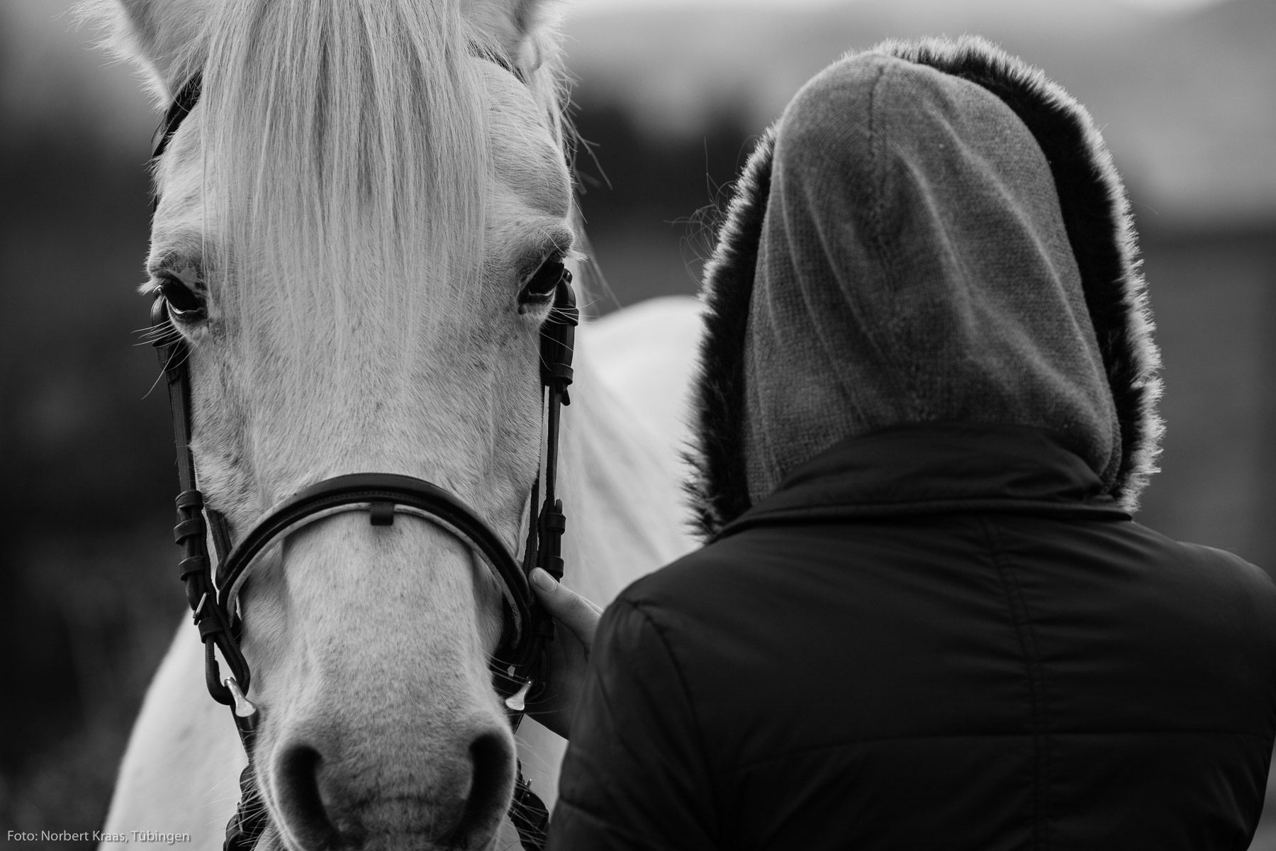 Cheval blanc avec jeune fille en Bourgogne.