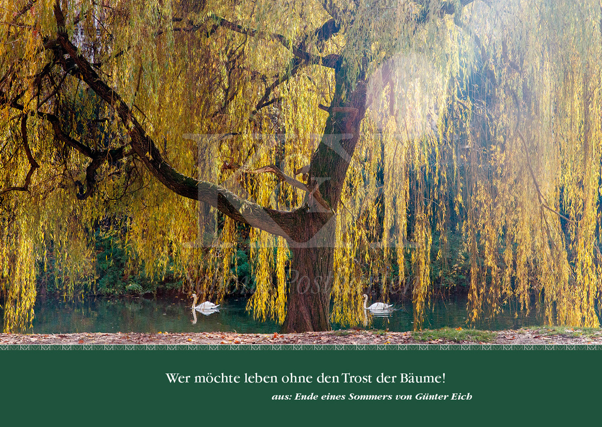 Schöne Postkarte Nr. 133 · Der Trost der Bäume · © Schöne Postkarten, Tübingen