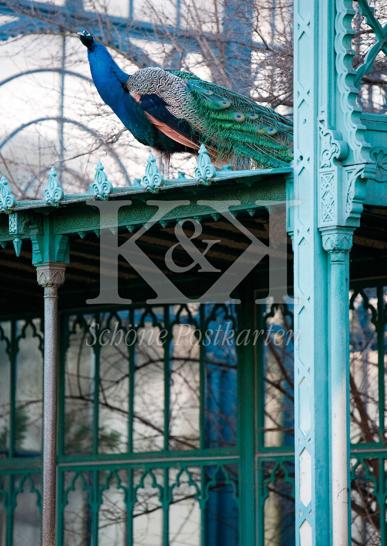 Schöne Postkarte Nr. 80 · Posierender Pfau in der Wilhelma © www.schoenepostkarten.de