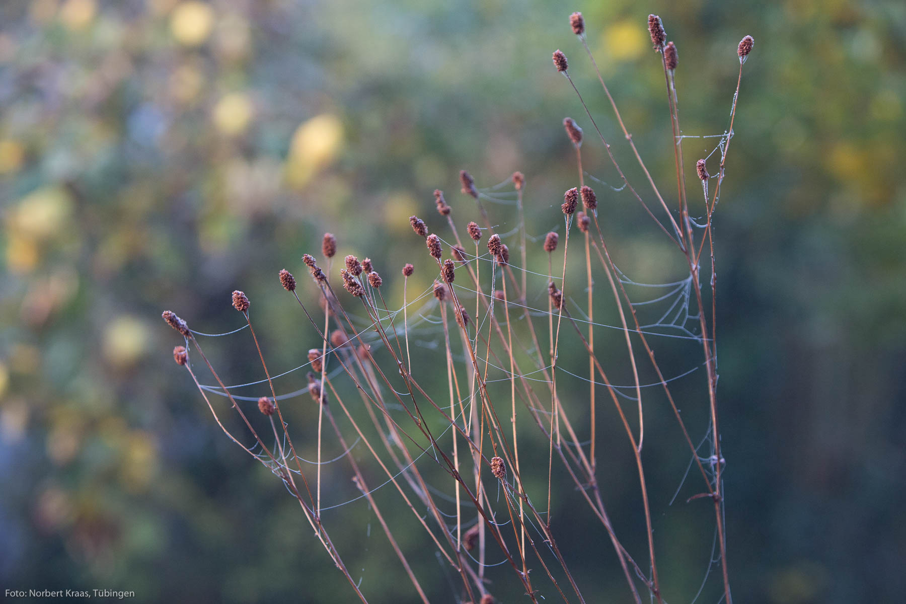 Das Netz der Baldachinspinne ist nur am frühen Morgen im Tau zu sehen. Hier auf einem Großen Wiesenknopf (Sanguisorba officinalis)